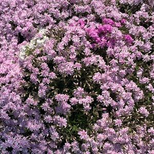 Meet your Posher, Jennie